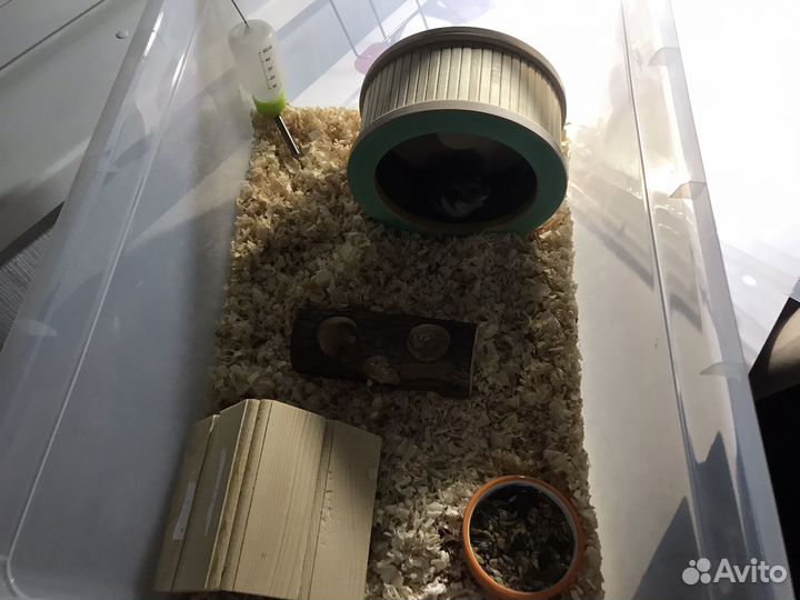 Джунгарский хомяк с клеткой