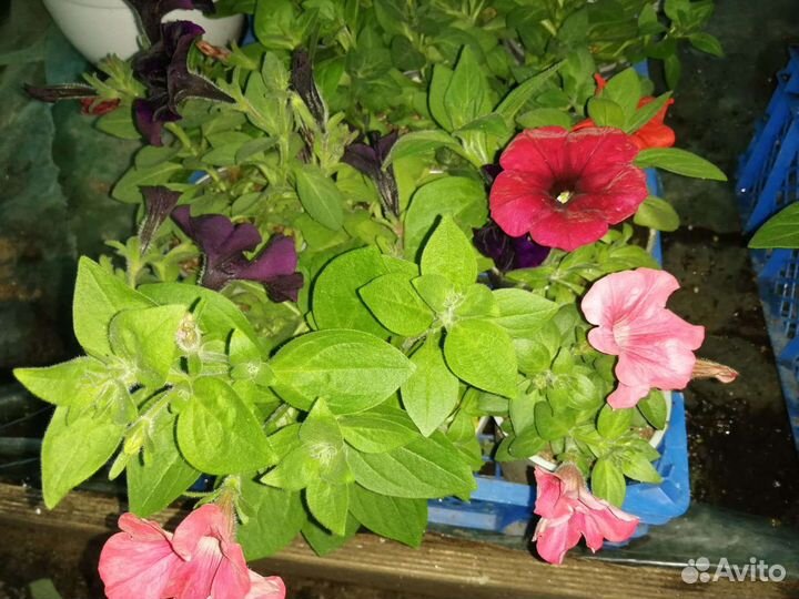 Петуния ампельная