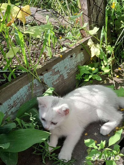 Кошка в дар