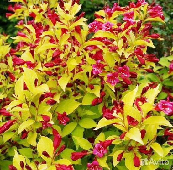 Вейгела Олимпиада