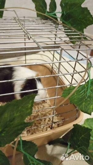 Морская свинка отдельно с клеткой
