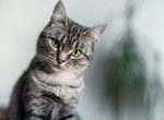 Сибирская гладкошерстная кошка