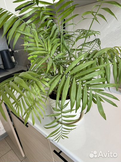 Хамедорея(пальма)