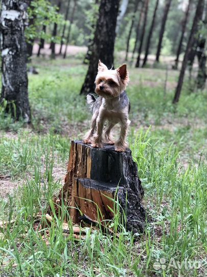 Вязка Йокширский терьер