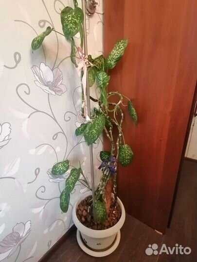 Диффенбахия