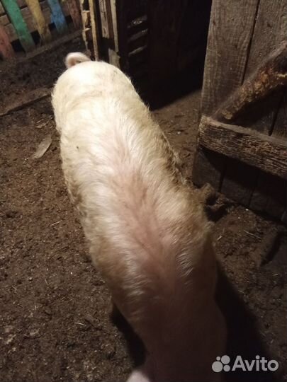 Поросята хряки 10месяцев