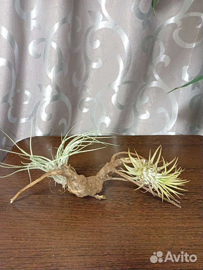 Тилландсия (Tillandsia)