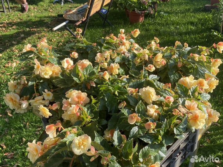 Бегония ампельная