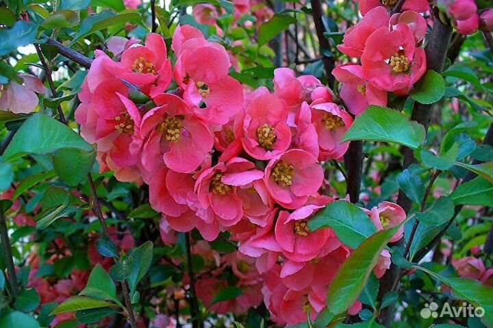 Японская айва