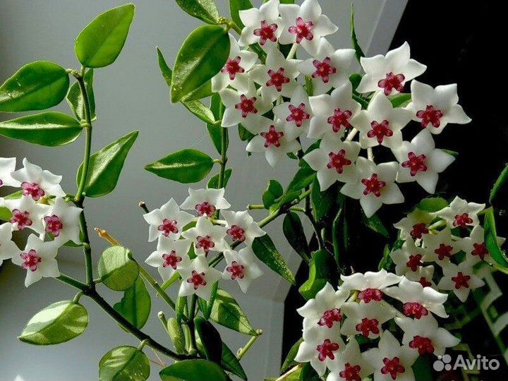 Хойя Белла