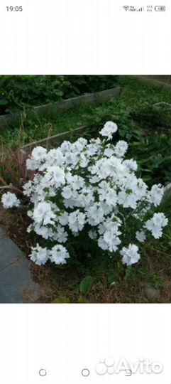 Многолетние садовые цветы