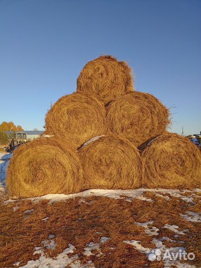 Продам сено в рулонах
