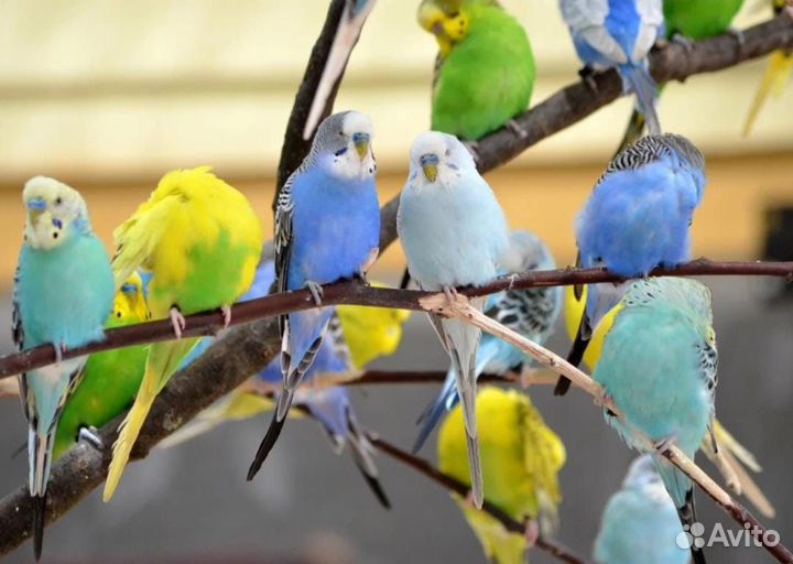 Волнистый попугай