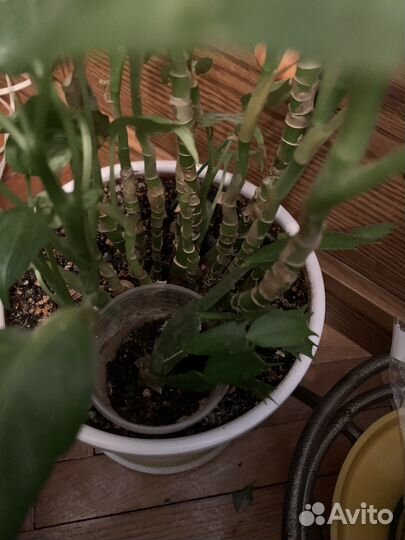 Диффенбахия миниатюрная