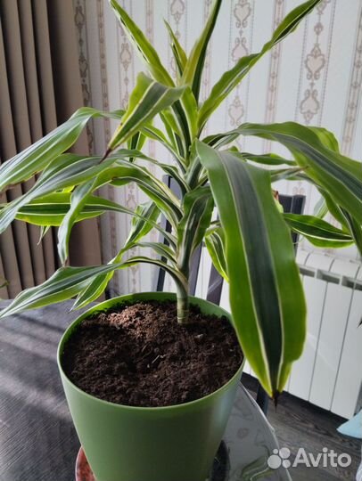 Пальма драцена