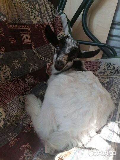 Альпийский козлик