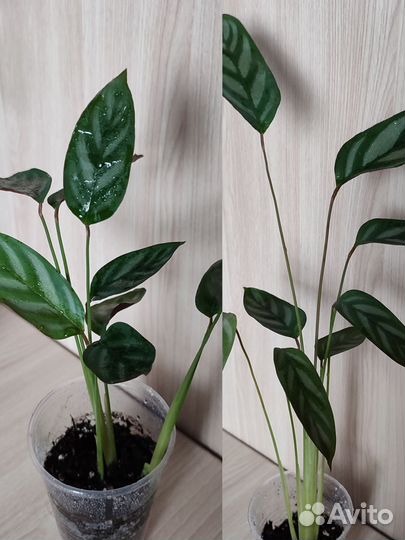 Комнатные цветы