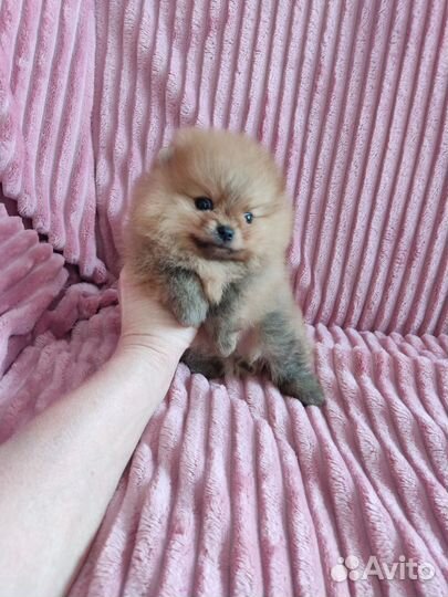 Шпиц мини мишка