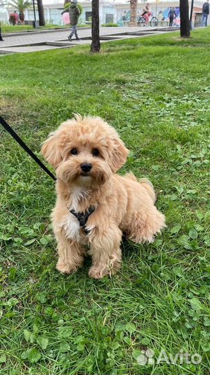 Самые ласковые малыши maltipoo мальтипу щенки