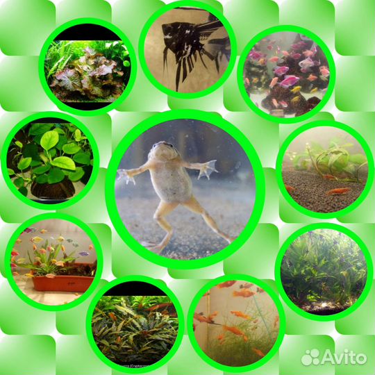 Аквариумные рыбки