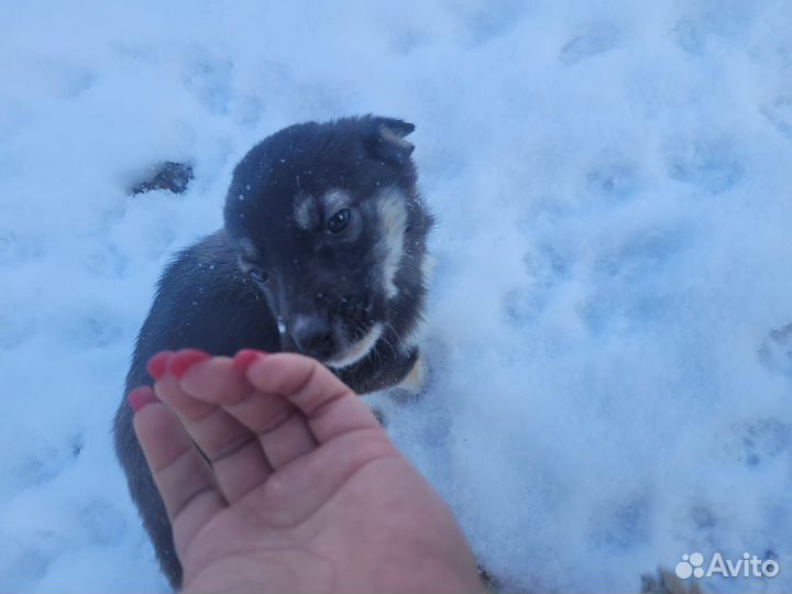 Щенок в добрые руки бесплатно