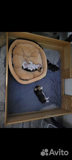 Манеж для щенков