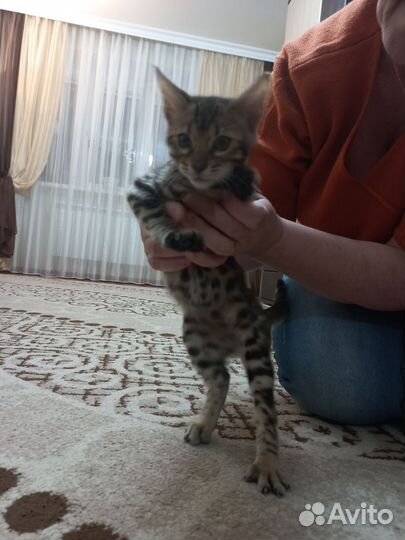 Бенгальская