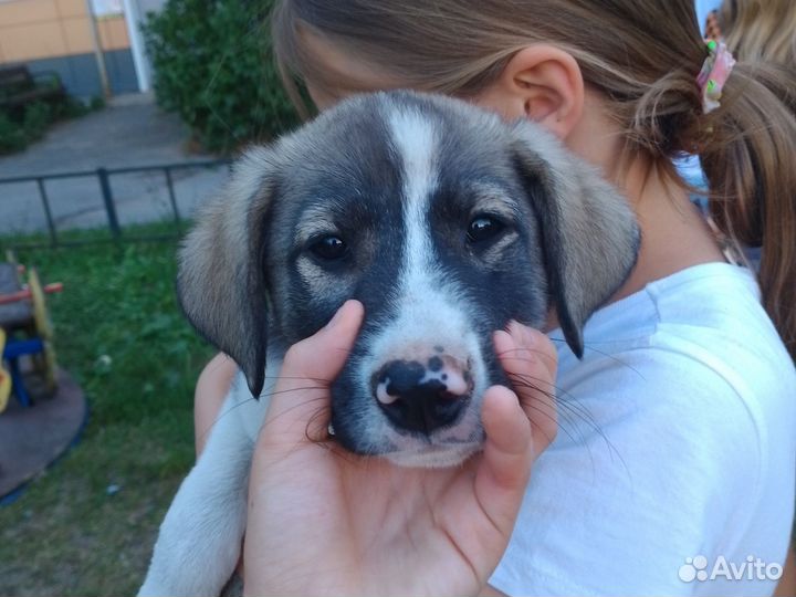 Щенки дворняжки бесплатно