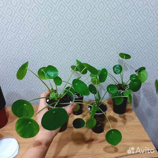 Пилея 9 сортов