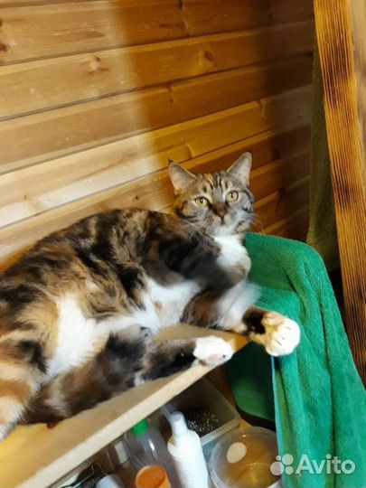 Красавица и умница Василиса в добрые руки