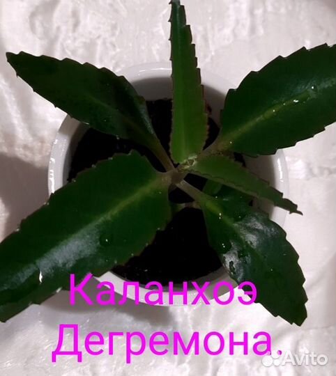 Каланхоэ дегремона