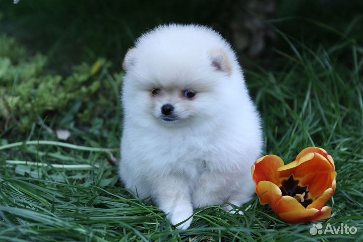Померанский шпиц девочка