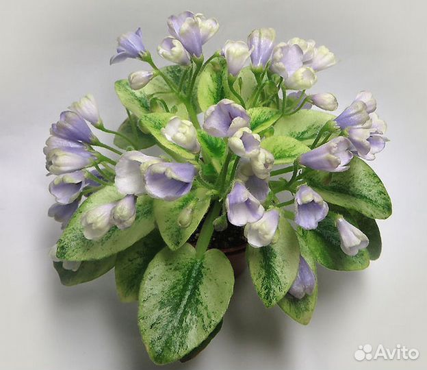 Фиалки (детки)
