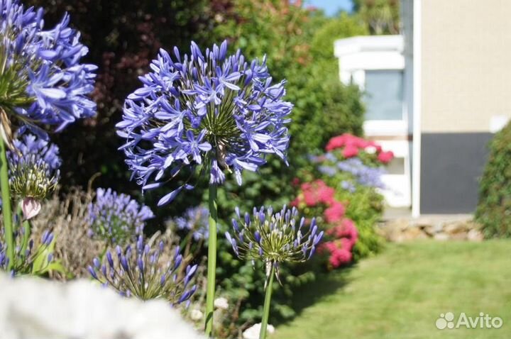 Зеркальный фотоаппарат Sony+обьективы Minolta