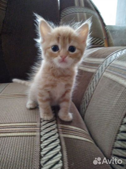 Котята в дар