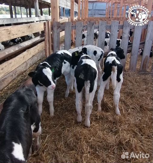 Бычки и телята