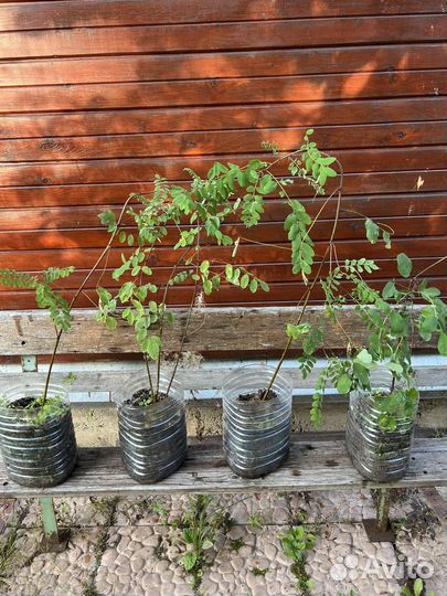 Саженцы акации белой (робиния)