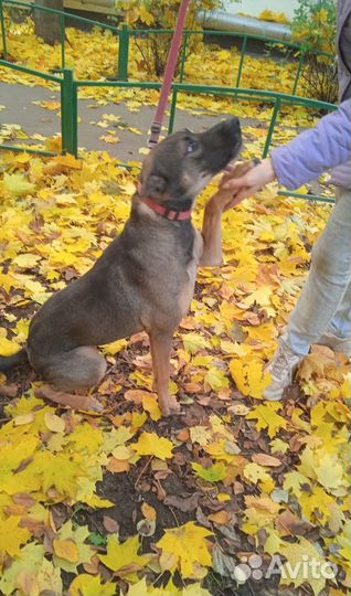 Активный пес компаньон ищет дом