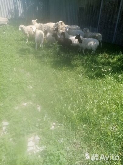 Ягнята южная мясная с мериносом