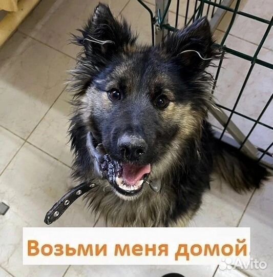 Собака в добрые руки