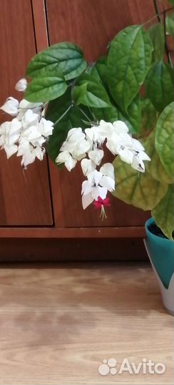 Клеродендрум томпсон