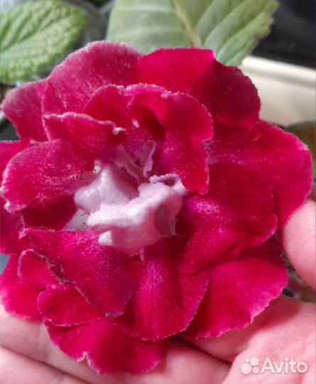 Клубни глоксиний