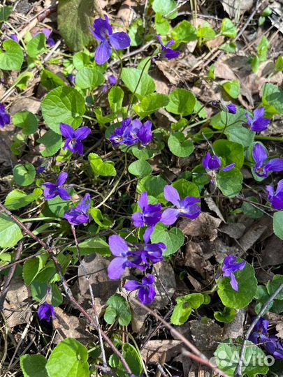 Саженцы и семена лекарственных растений