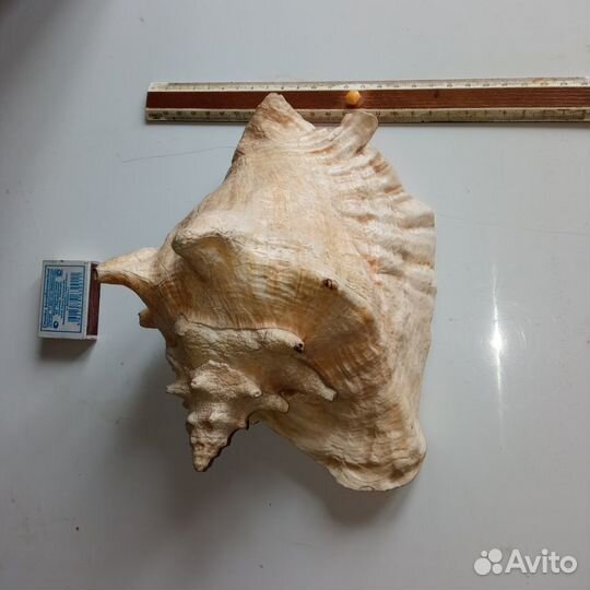 Ракушка морская большая