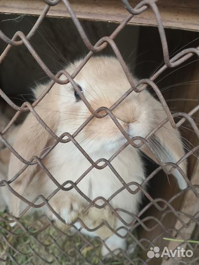 Кролики породы французский баран