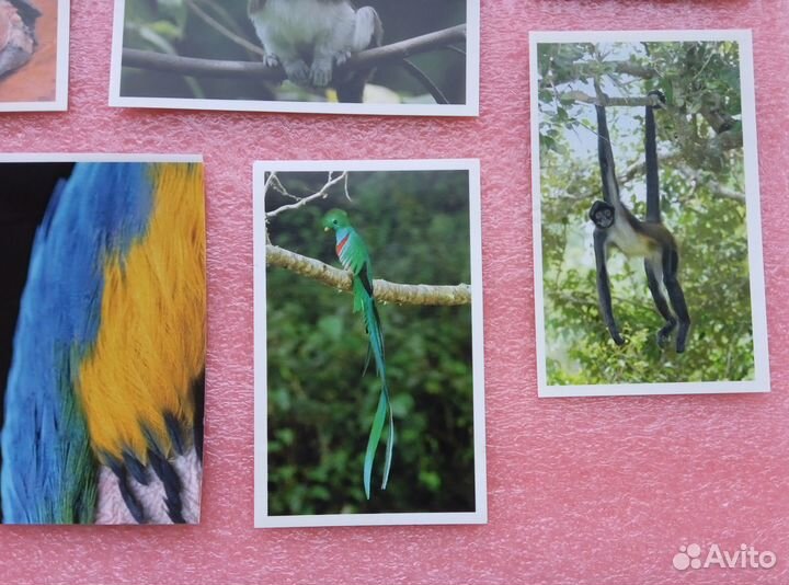 Наклейки Стикермания, 20 штук