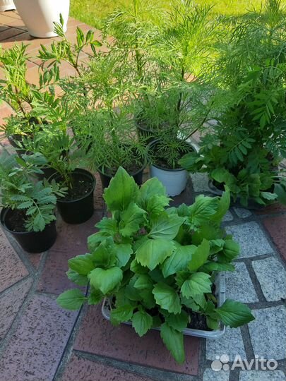 Космея, бархатцы, астры