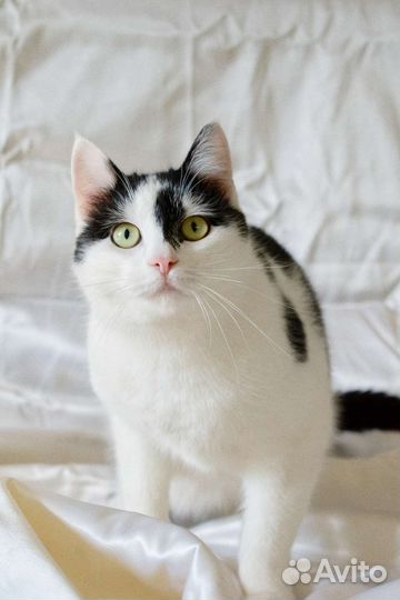 Котик Швепс ищет семью