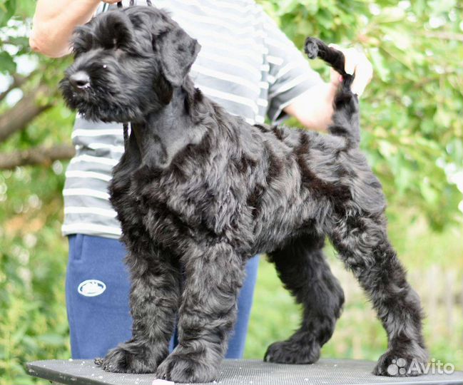 Собаки, щенки Русского черного терьера