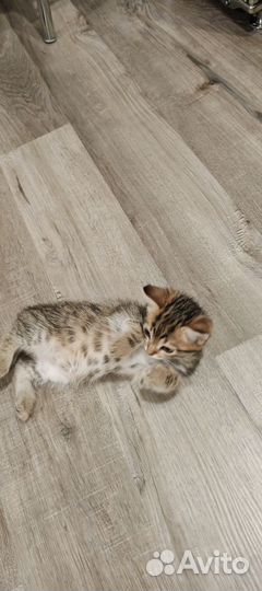 Котята в добрые руки приучены к лотку